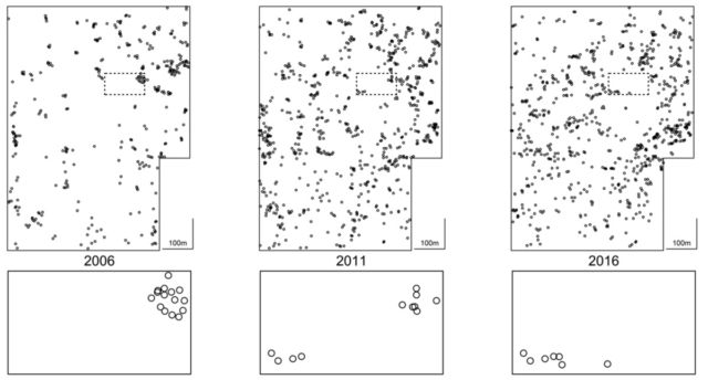 Distribution of shade trees containing nests of Azteca ants over a 10-year period.