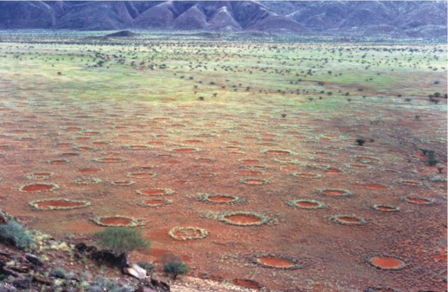 By building “fairy circles,” termites engineer their own ecosystem