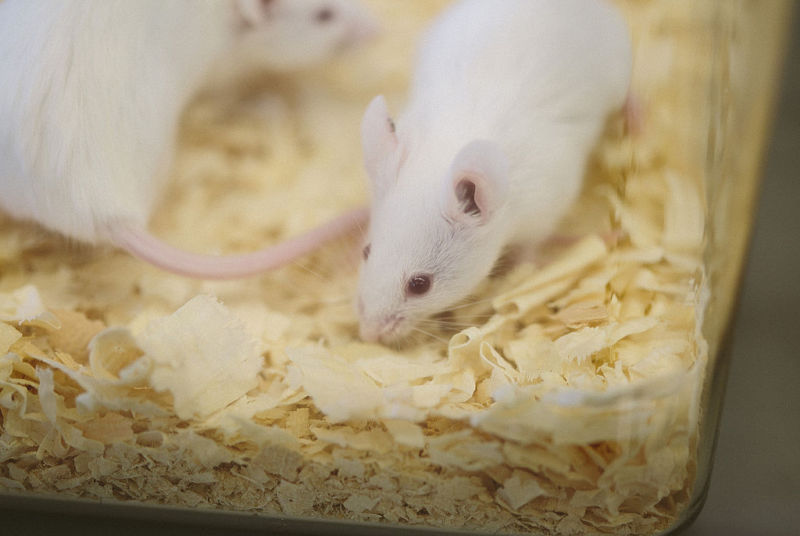 Officials bust illegal lab containing 20 infectious agents, hundreds of lab mice
